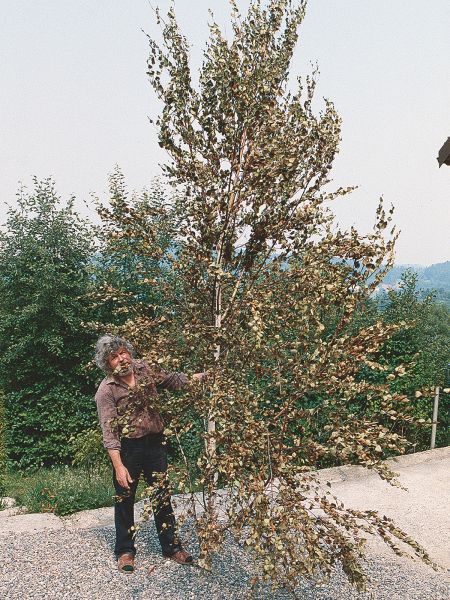 File:CR236-Image4.jpg