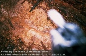 The smaller ET's who were helping clear SSSC of negative thoughts and impulses. Taken in the basement. 13th February 1977.[92]