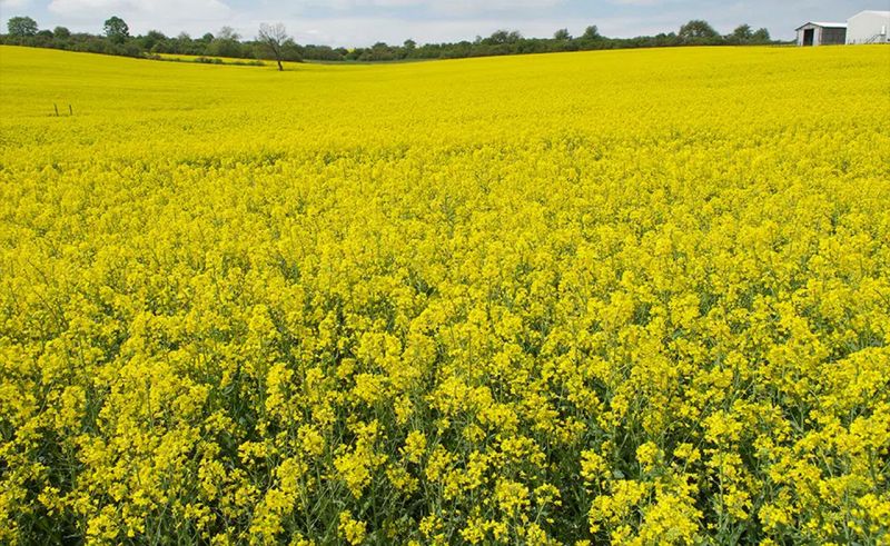 File:SOTTSE80-Image7.jpg