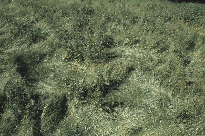 File:CR131-Image2.jpg