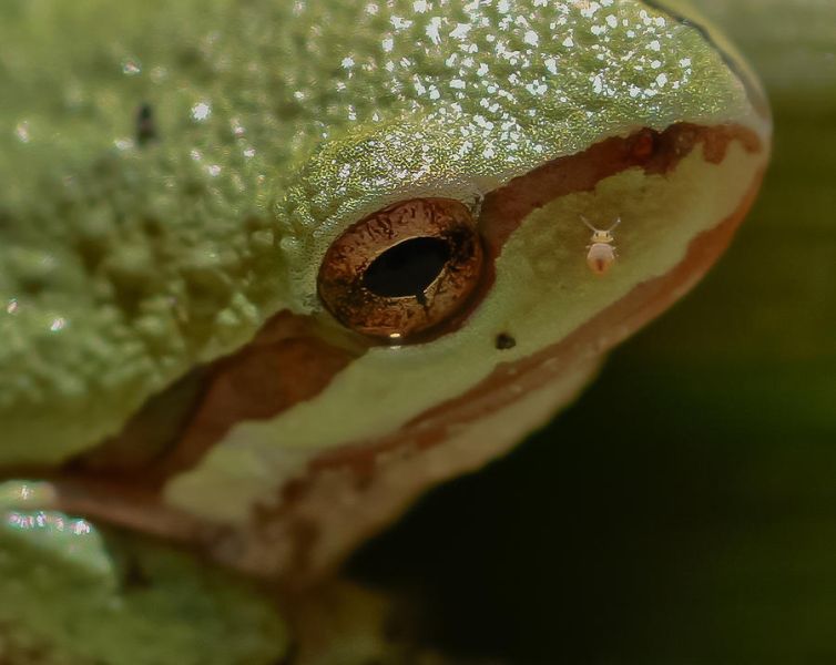 Ficheiro:Frog-skin-mitch-shindelbower.jpg